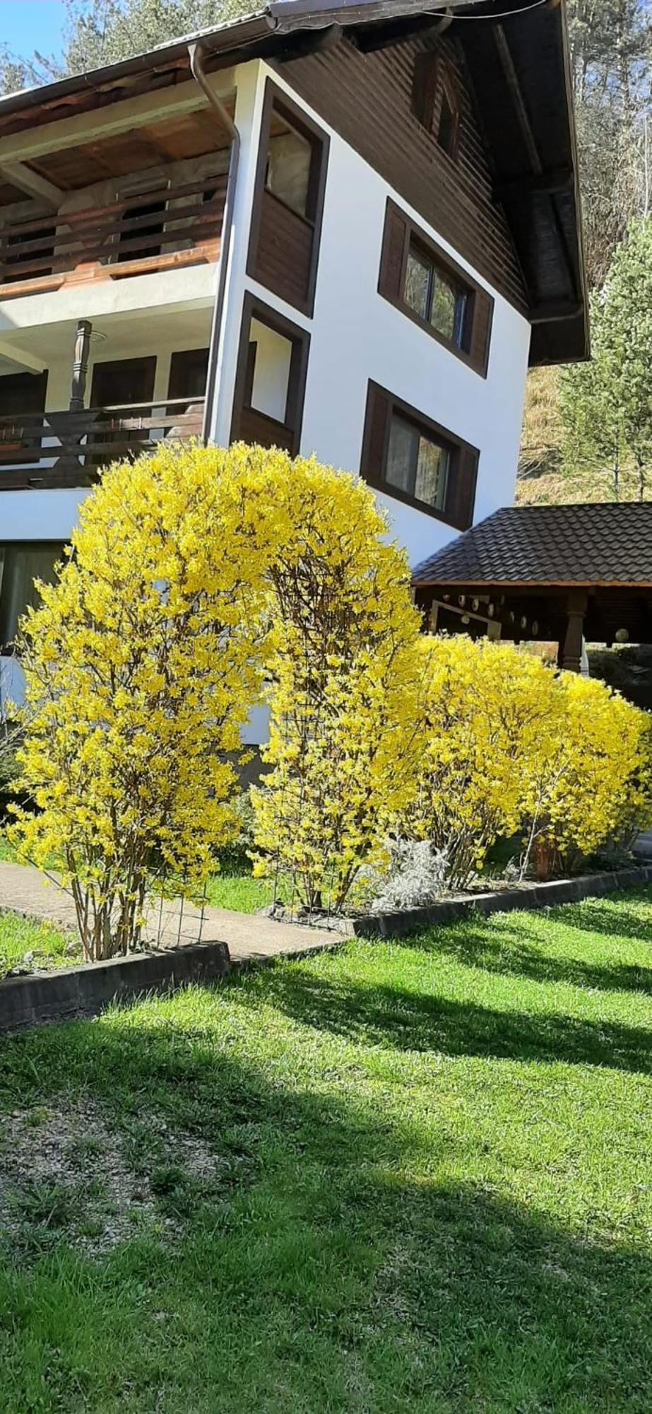 Pensiunea La Rachitele Dış mekan fotoğraf